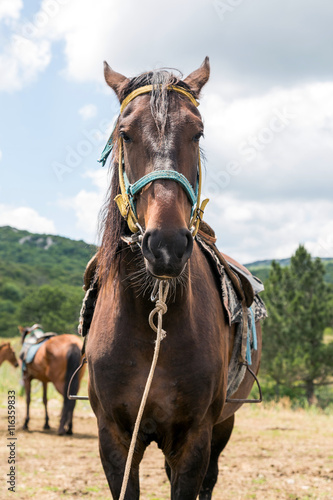 Brown horse - vertical image. © momentscatcher