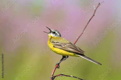 yellow bird Wagtail sitting on a branch with insect in its beak