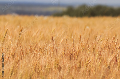 Golden field of wheat with ears full of grain  on the farm