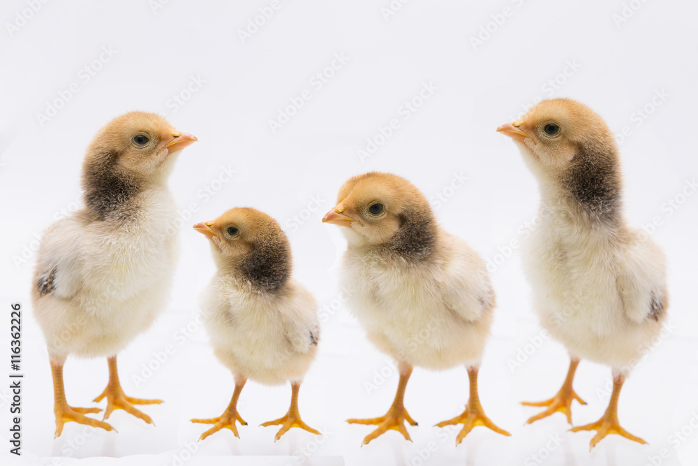 Posision of Little chick , Chicken on a white background Posision of Little chick , Chicken on a white background