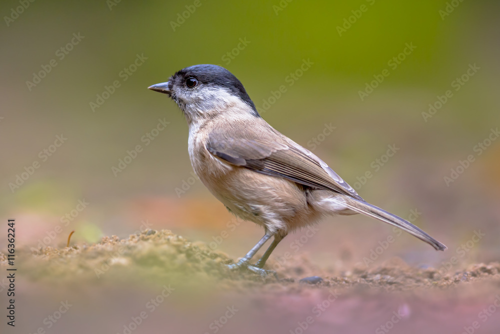 Obraz premium Willow tit on forest floor
