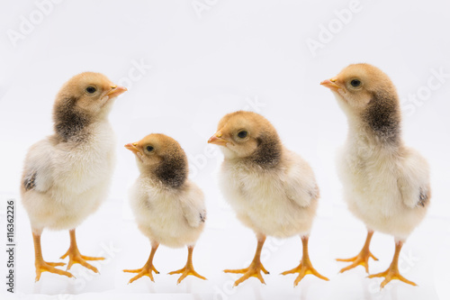 Posision of Little chick , Chicken  on a white background