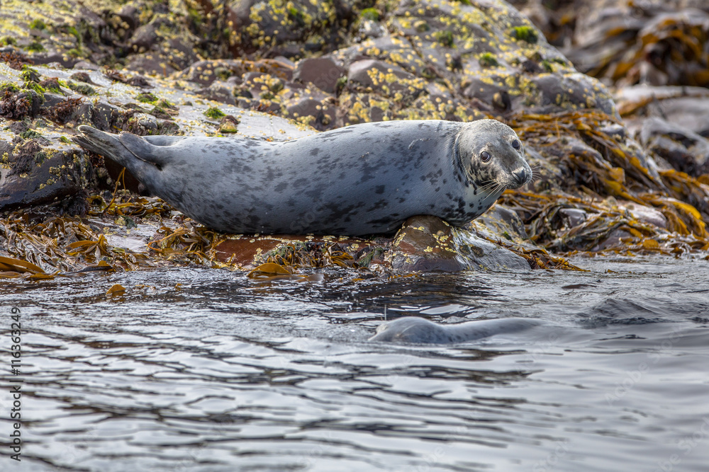 Naklejka premium Atlantic Grey Seal looking