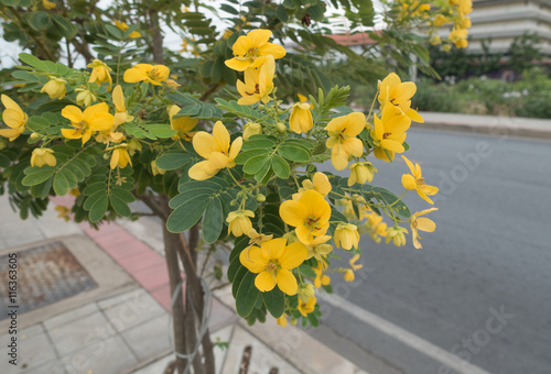 Glaucous Cassia's yellow flowers blooming photo