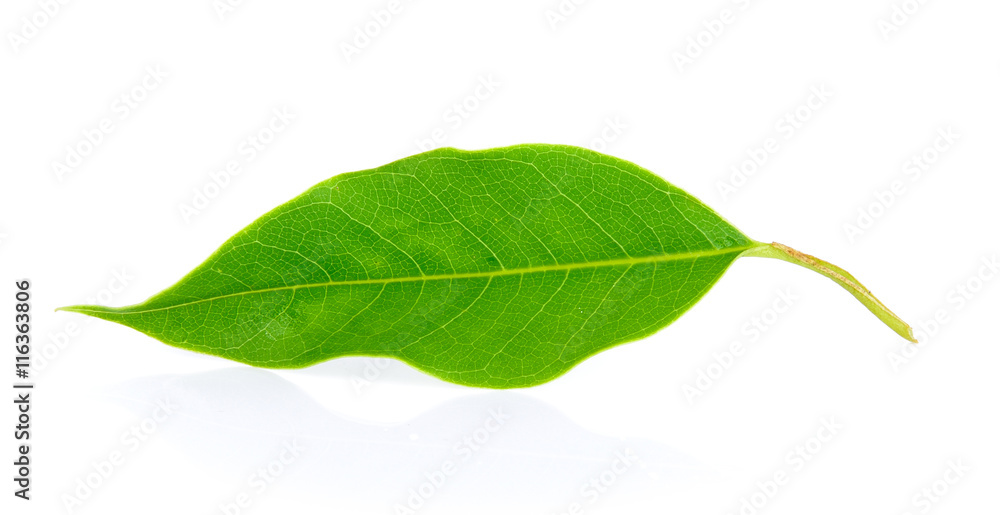 Obraz premium green leaf