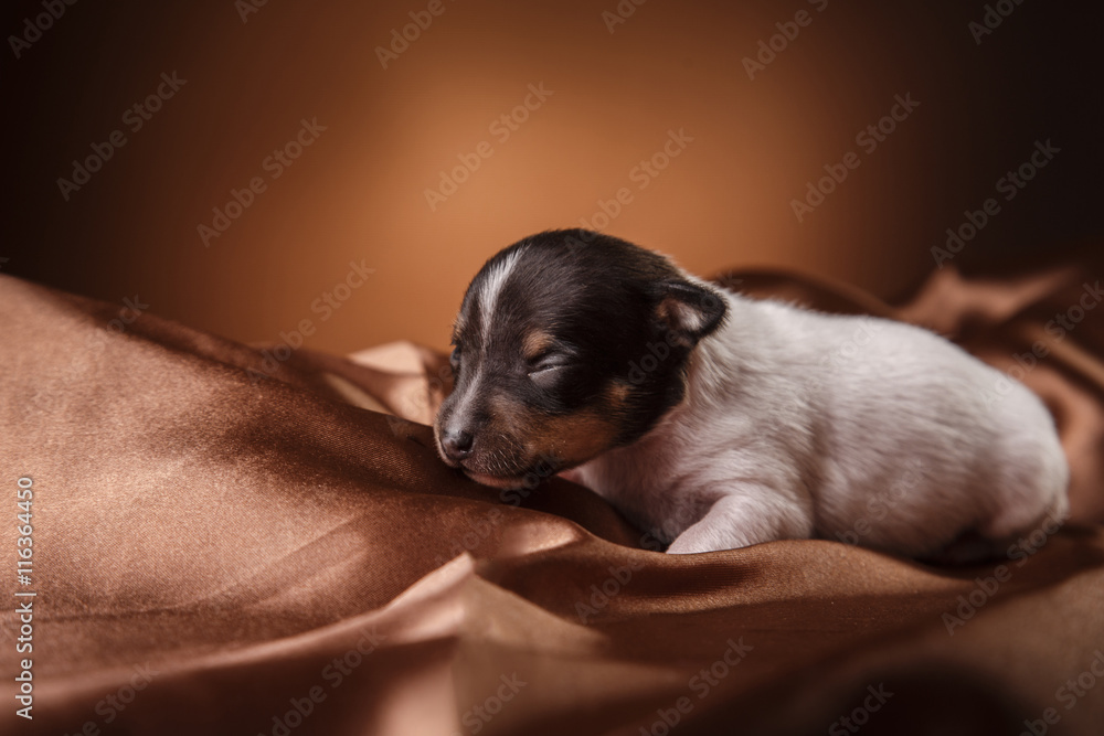 Dog breed Toy fox terrier puppy Dog breed Toy fox terrier puppy