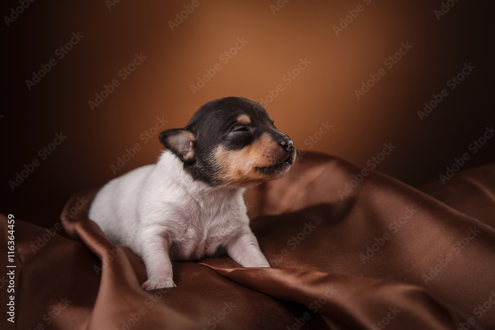 Dog breed Toy fox terrier puppy Dog breed Toy fox terrier puppy