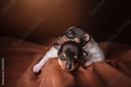 Dogs breed Toy fox terrier puppy