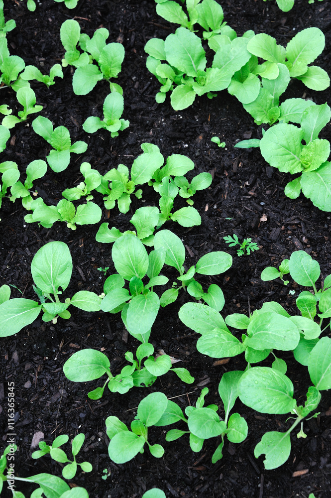 young cabbage in the field young cabbage in the field