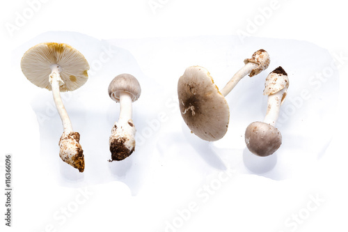 Poisoning mushroom or toxic mushroom ,Amanita phalloides photo