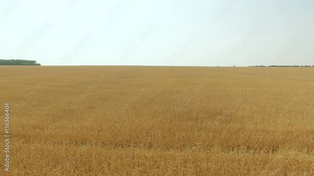 Field of golden wheat swaying in the wind. Drone flying backward. Agriculture industry scene. Summer season time. 4KAerial stock footage clip
Field of golden wheat swaying in the wind. Drone flying backward. Agriculture industry scene. Summer season time. 4KAerial stock footage clip