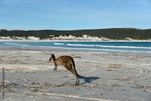 Kangaroo on the beach