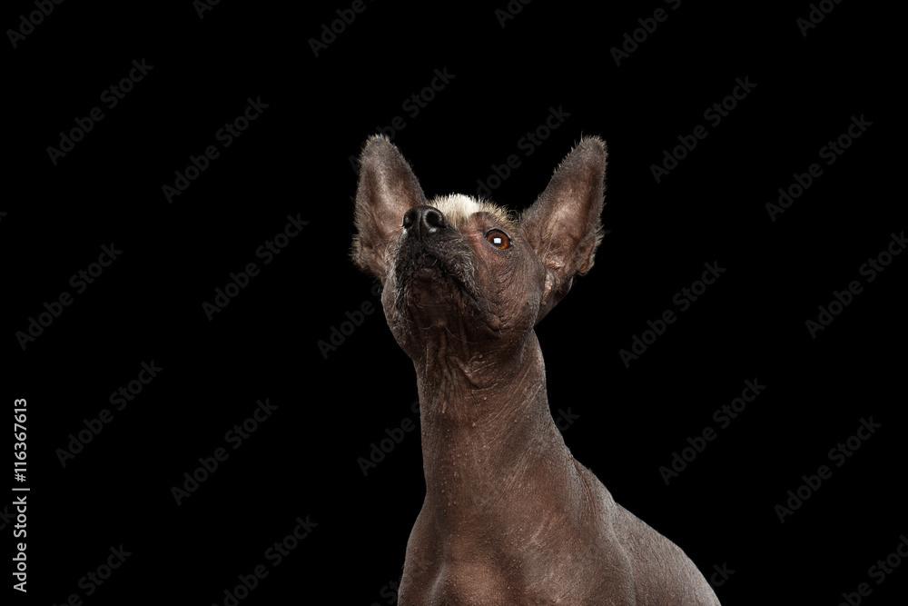 Funny Xoloitzcuintle - hairless mexican dog breed Raising up nose, Studio Close-up portrait on Isolated Black background, Curious Looks