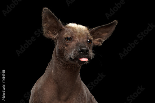 Funny Xoloitzcuintle - hairless mexican dog breed showing tongue  Closeup Studio portrait on Isolated Black background