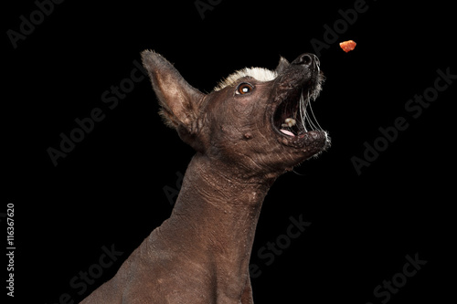 Closeup Funny Xoloitzcuintle - hairless mexican dog breed open mouth with drool Catch treats, on Isolated Black background