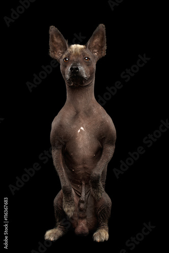 Xoloitzcuintle - hairless mexican dog breed Sitting on hind legs  Waiting Looks  on Isolated Black background