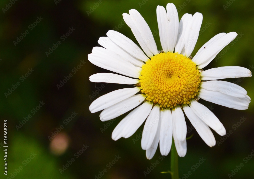 Close up of a wild daisy in northern Michigan Close up of a wild daisy in northern Michigan