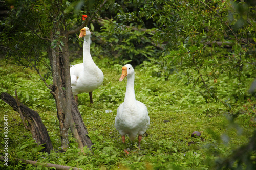 White geese in greens
