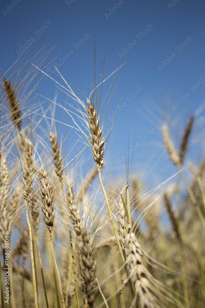 golden wheat field and sunny day golden wheat field and sunny day