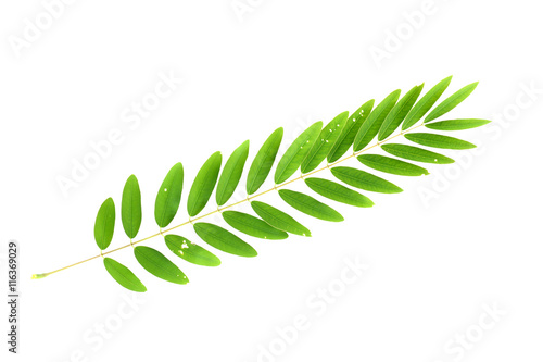 Cassia Tree,Thai Copper Pod leaf isolated on white background