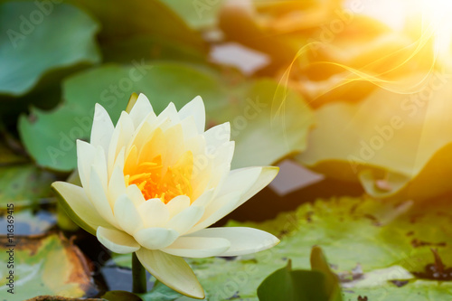 Beautiful waterlily Hybrid flower.