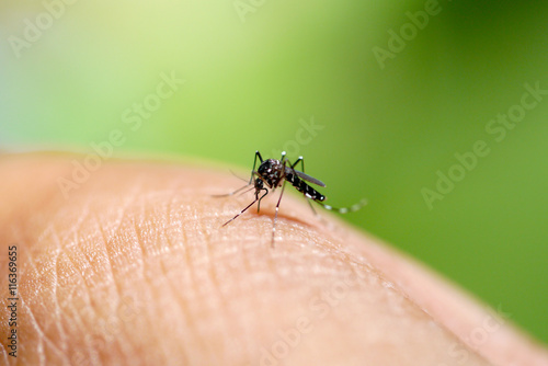 Aedes mosquito sucking blood