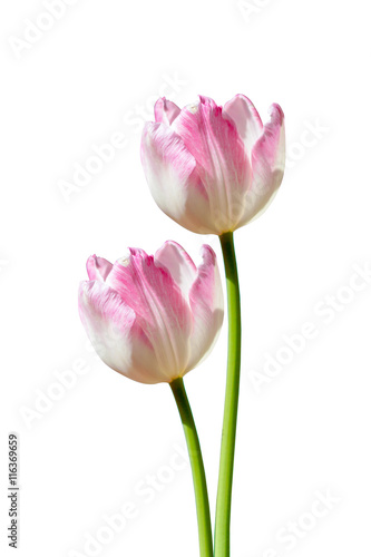White and pink tulip isolated on white background