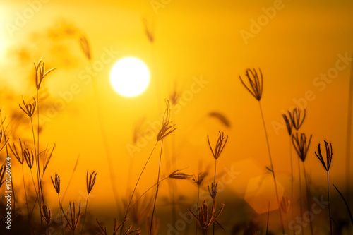 Fototapeta Naklejka Na Ścianę i Meble -  Grass flowers sunset