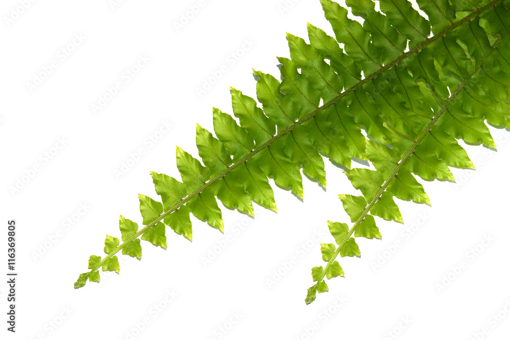 green leaves of fern isolated on white green leaves of fern isolated on white