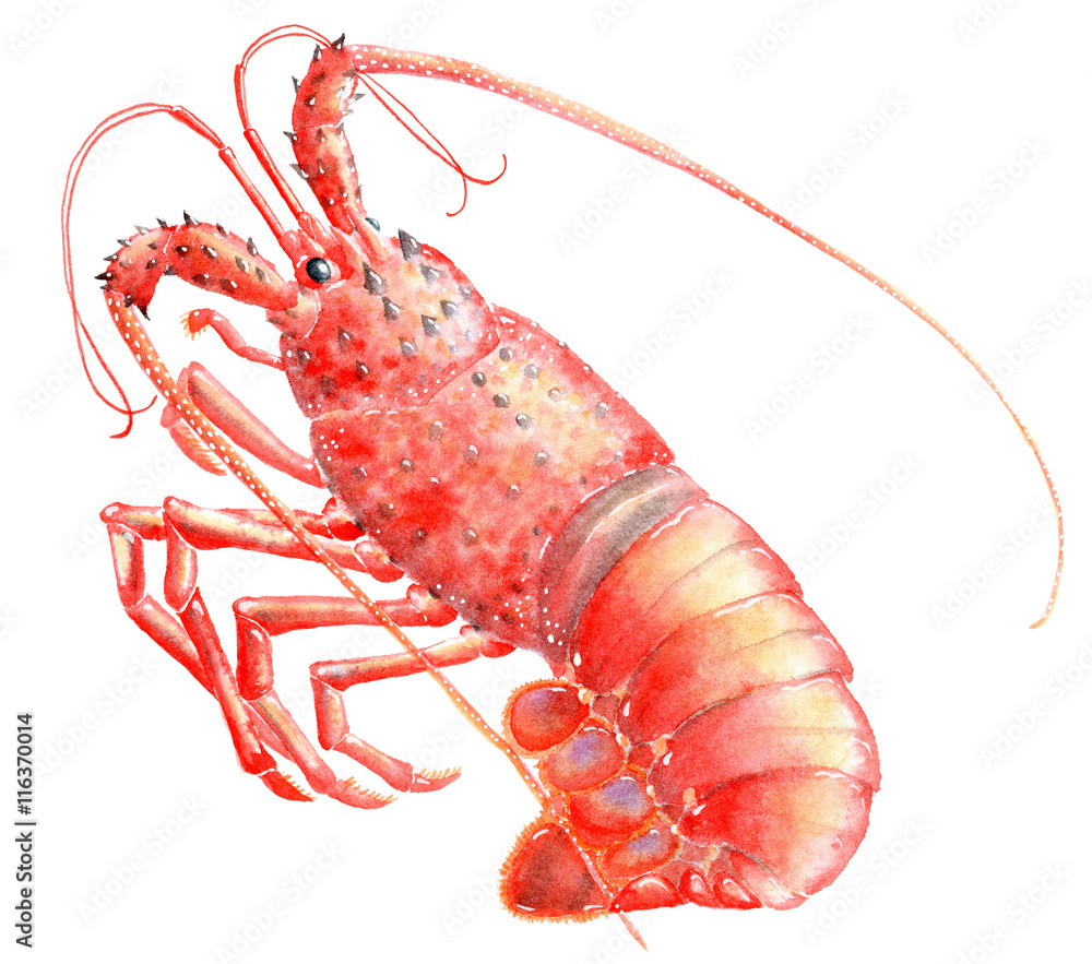 伊勢海老 素材 Stock イラスト Adobe Stock