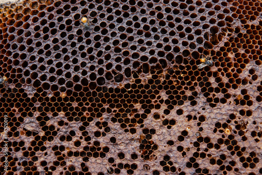 Brown Honeycomb. Brown Honeycomb.