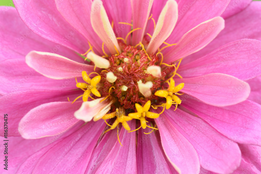 Closeup of petals of a pink flower. Closeup of petals of a pink flower.