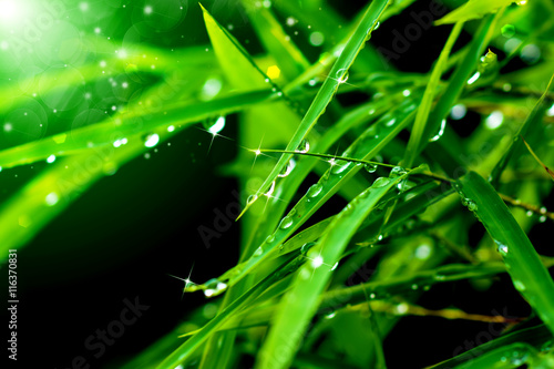 Water drops on bamboo leaves in the rainy season.