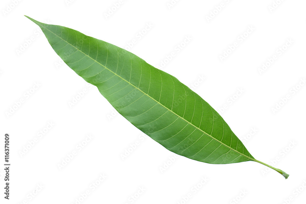 Obraz premium liście mango na białym tle