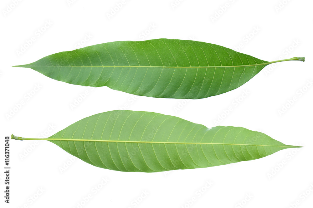 Obraz premium mango leaves isolated on white background