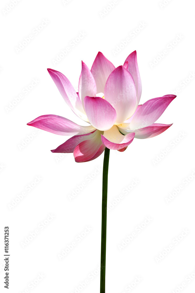 Lotus flower, Thailand. Lotus flower, Thailand.