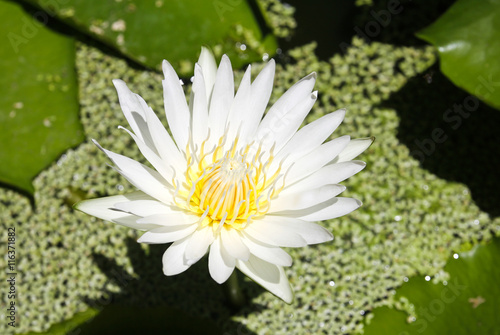 White lotus flower with gre...