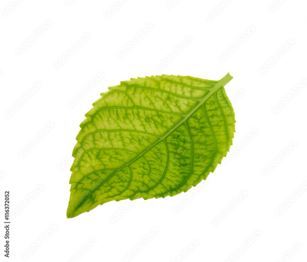 Fototapeta premium green leaf on white background