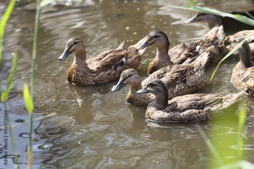 A flock of ducks, which floats from the cane A flock of ducks, which floats from the cane