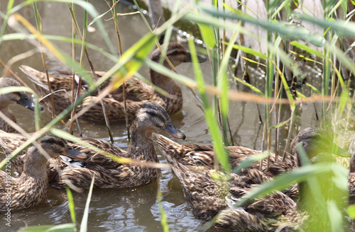 A flock of ducks in the reeds
