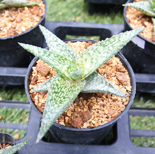 Small cactus in a pot
