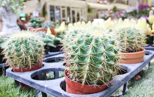 Variety of cactus pot plant.