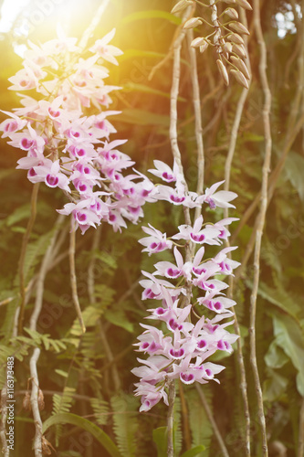 Beautiful wild flower orchid Flower orchid Scientific name is De