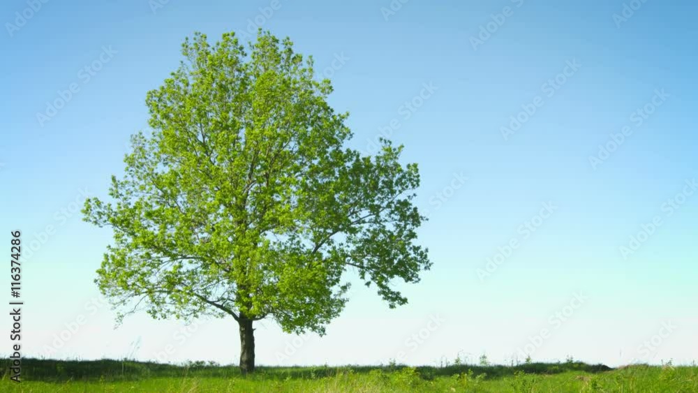 UHD video - Lonely big tree in a field on sky background