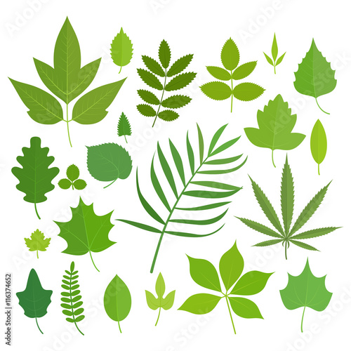 Set of leaves icons isolated on white background. Vector stock illustration.
