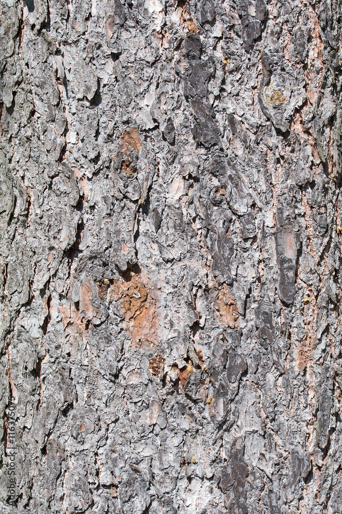 Fichte, Picea, Rinde, Fichtenrinde Fichte, Picea, Rinde, Fichtenrinde