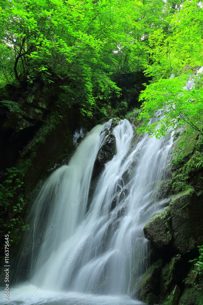 Naklejka premium 夏の藤沢渓流