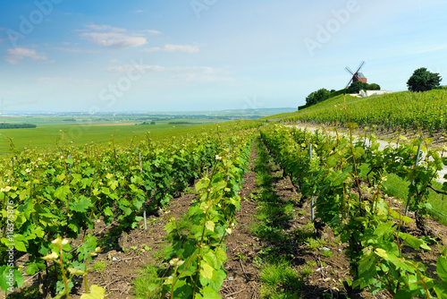Vineyard landscape, Montagne de Reims, France photo