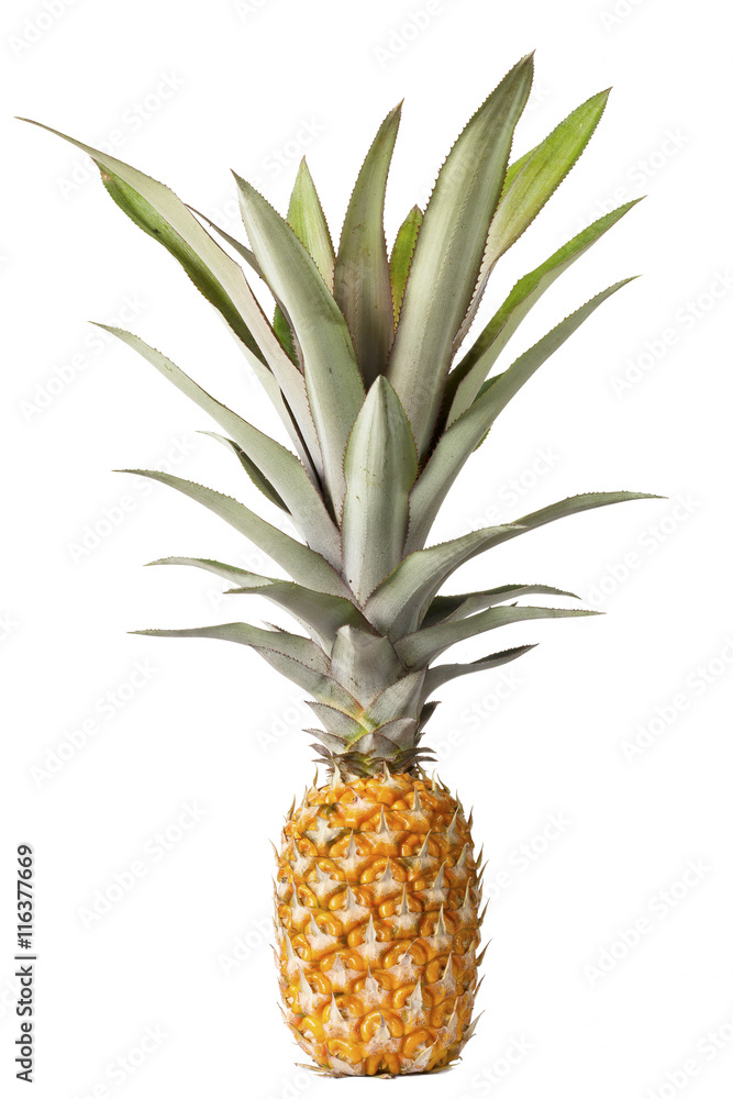 Fototapeta premium pineapple isolated on white