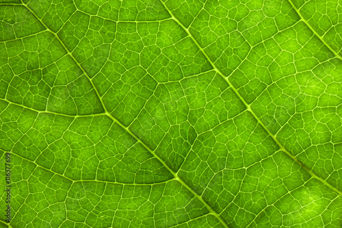 Leaf Texture./ Leaf Texture.